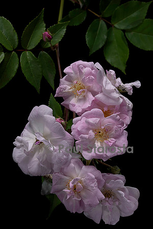 Rosa X noisettiana ‘Narrow Water’