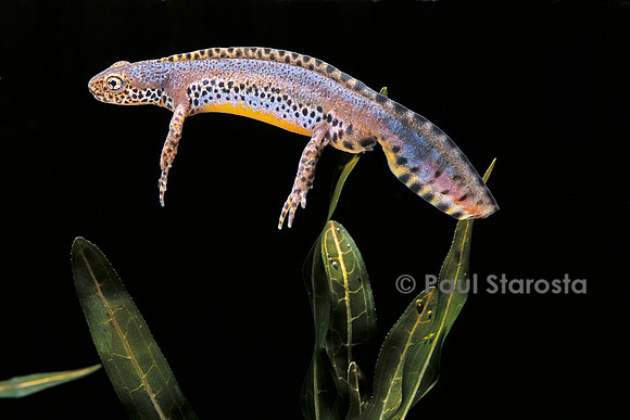 Ichthyosaura alpestris (triton alpestre)