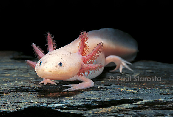 Ambystoma mexicanum f. leucistic (axolotl)