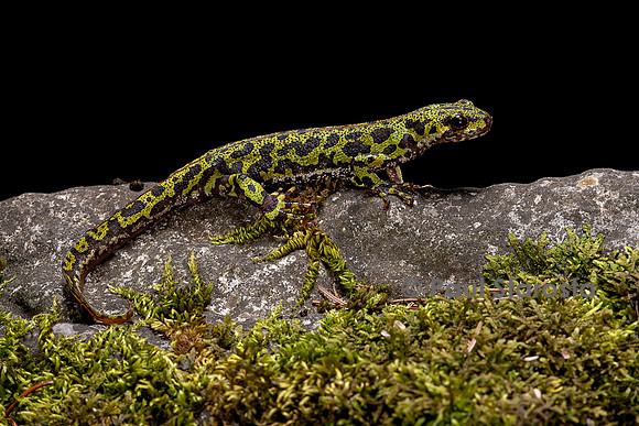 Triturus marmoratus (triton marbré)