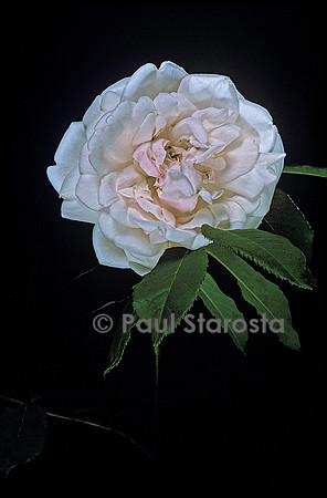 Rosa X noisettiana ‘Mme Alfred Carrière’