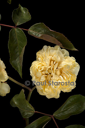 Rosa X noisettiana ‘Duchesse d'Auerstaedt’