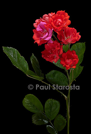 Rosa polyantha ‘Paul Crampel’
