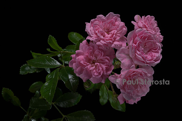 Rosa polyantha ‘The Fairy’