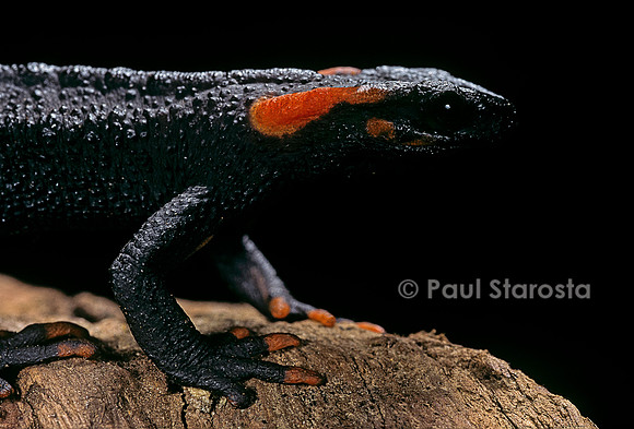 Tylototriton taliangensis