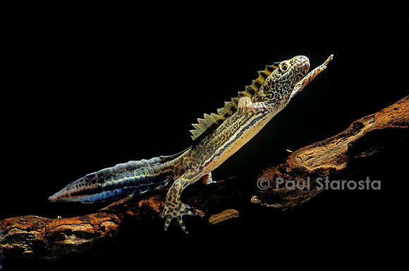 Ommatotriton vittatus