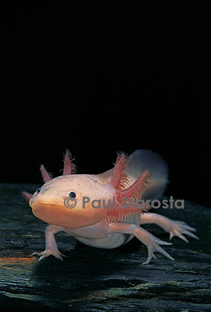 Ambystoma mexicanum f. leucistic (axolotl)