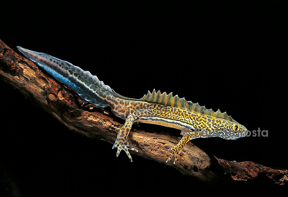 Ommatotriton vittatus