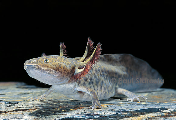 Ambystoma mexicanum (Axolotl)