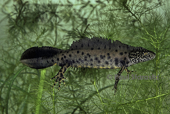 Triturus cristatus (triton crêté) - mâle