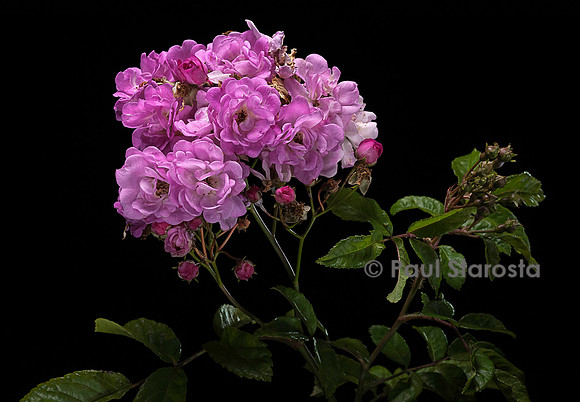Rosa polyantha ‘Petite Marcelle’