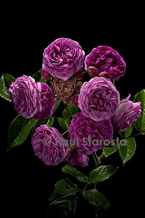 Rosa polyantha ‘Excellenz von Schubert’
