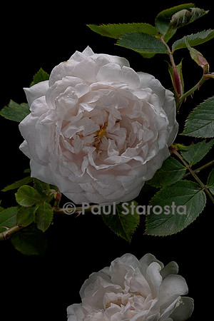Rosa X alba ‘Aennchen von Tharau’