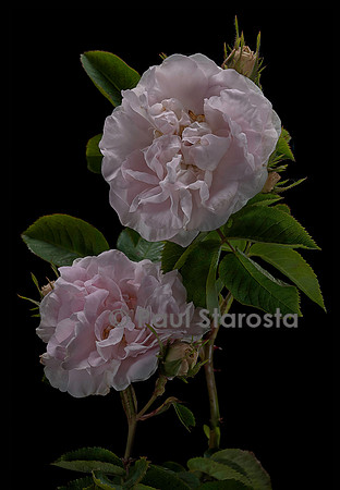 Rosa X alba ‘Cuisse de Nymphe Émue’