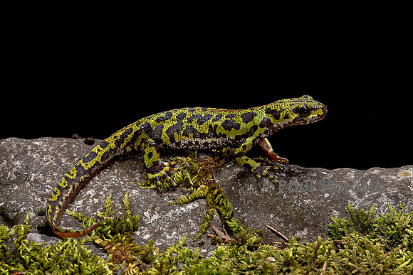 Triturus marmoratus (triton marbré)