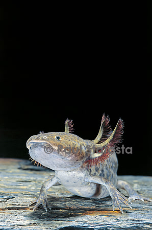Ambystoma mexicanum (Axolotl)