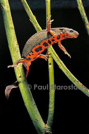 Cynops pyrrhogaster