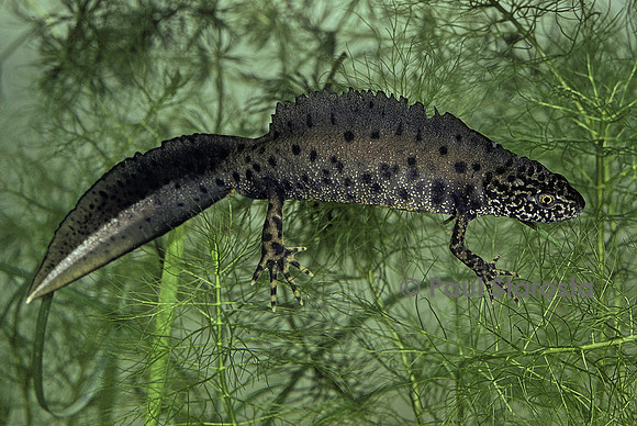 Triturus cristatus (triton crêté) - mâle