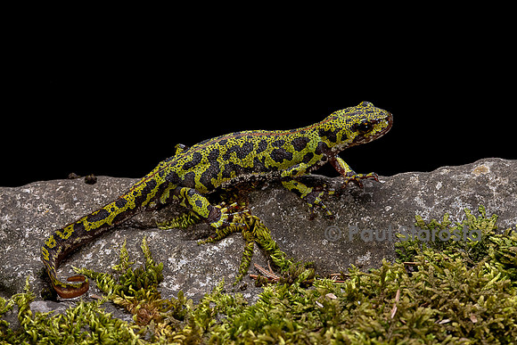 Triturus marmoratus (triton marbré)