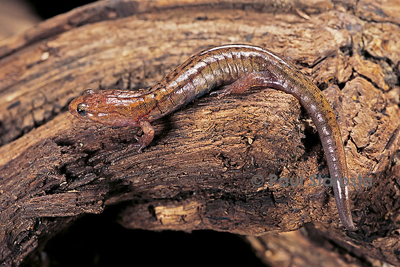 Desmognathus fuscus