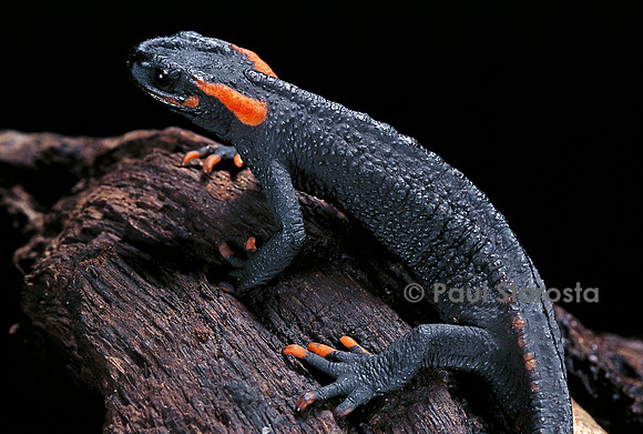 Tylototriton taliangensis