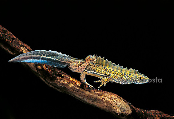 Ommatotriton vittatus