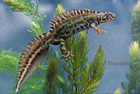 Triturus marmoratus (triton marbré)