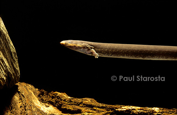 Siren intermedia