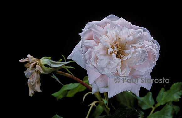 Rosa X noisettiana ‘Marie Dermar’