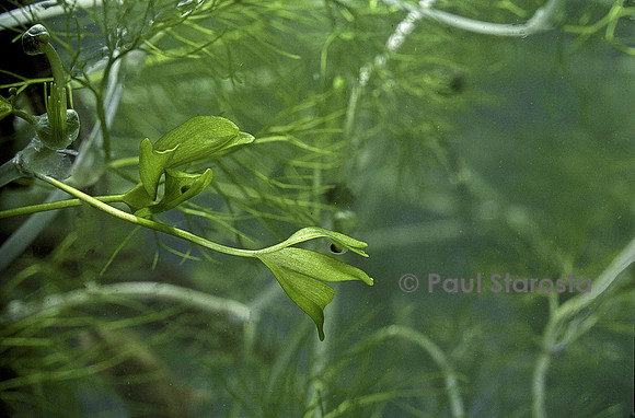 Lissotriton helveticus (triton palmé) - œuf