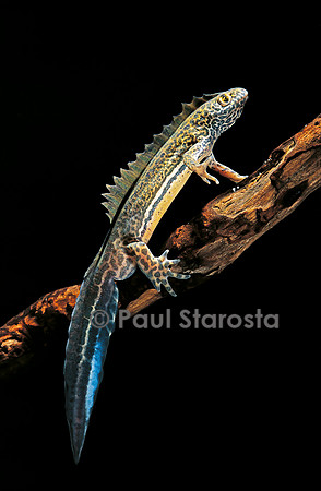 Ommatotriton vittatus