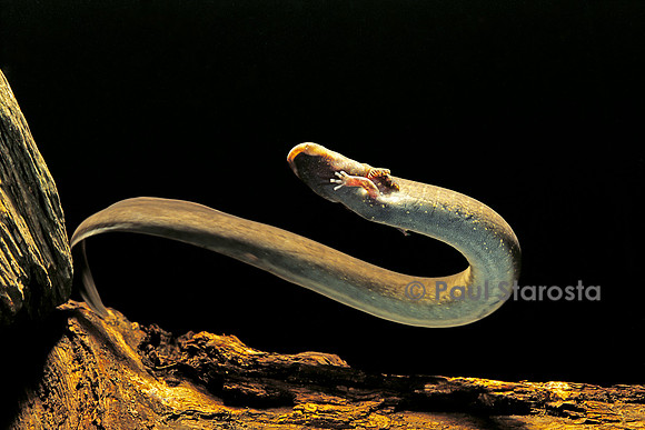 Siren intermedia