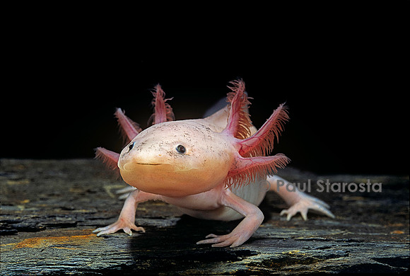 Ambystoma mexicanum f. leucistic (axolotl)