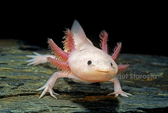 Ambystoma mexicanum f. leucistic (axolotl)