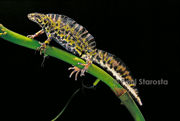 Triturus marmoratus (triton marbré)