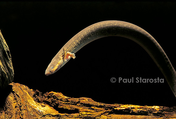 Siren intermedia