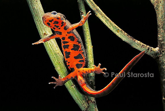 Cynops pyrrhogaster