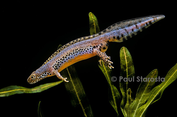 Ichthyosaura alpestris (triton alpestre)