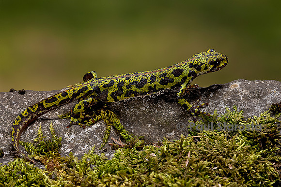 Triturus marmoratus (triton marbré)