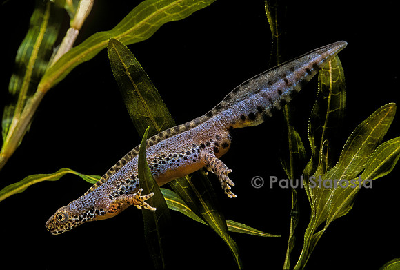 Ichthyosaura alpestris (triton alpestre)