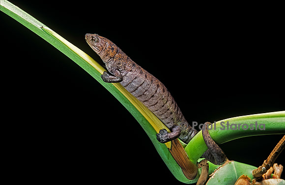 Bolitoglossa dofleini