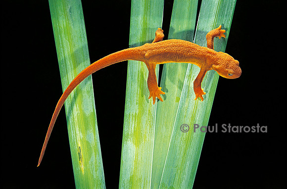 Taricha granulosa