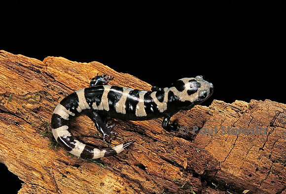 Ambystoma opacum