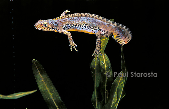 Ichthyosaura alpestris (triton alpestre)