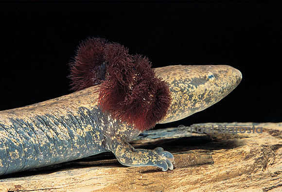 Necturus maculosus (protée)
