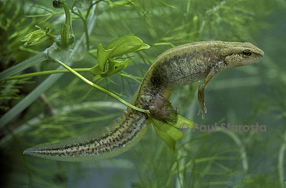 Lissotriton helveticus (triton palmé) - femelle pondant un œuf