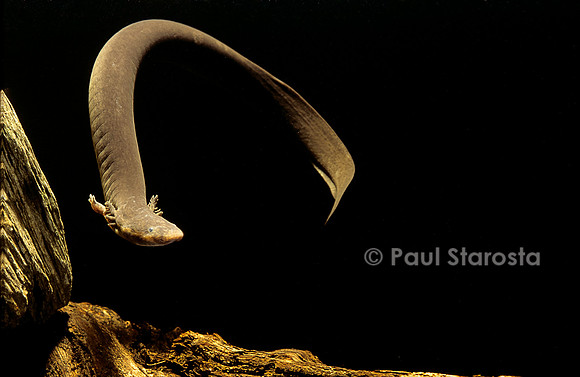 Siren intermedia