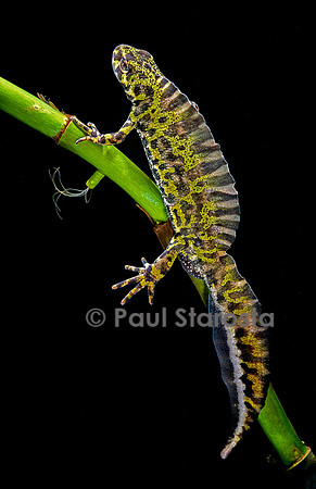 Triturus marmoratus (triton marbré)