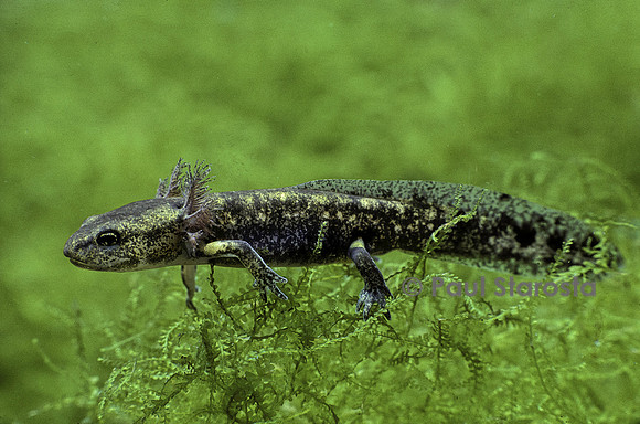 Salamandra salamandra (salamandre tachetée) - larve