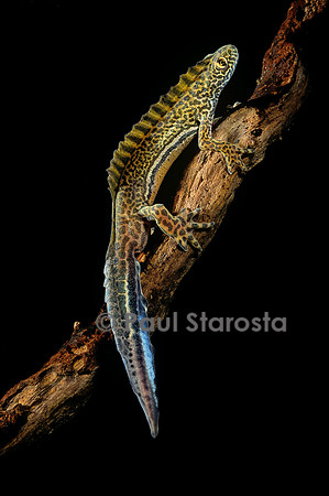 Ommatotriton vittatus